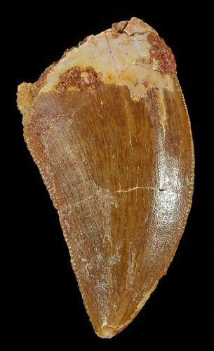Serrated, Carcharodontosaurus Tooth #52875